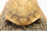 tortoise shell 0028